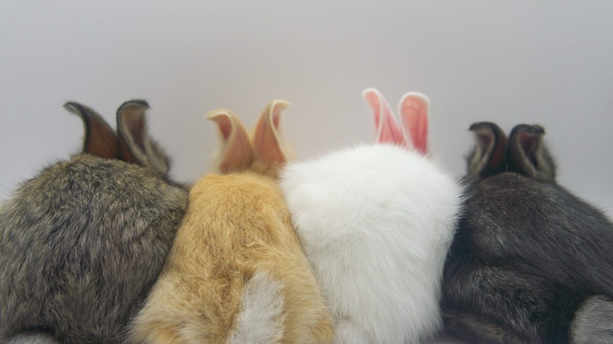 East Harlem’s Carrot Cup Cafe pairs coffee with rabbit adoptions