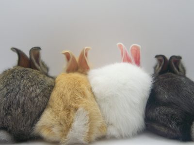 East Harlem’s Carrot Cup Cafe pairs coffee with rabbit adoptions