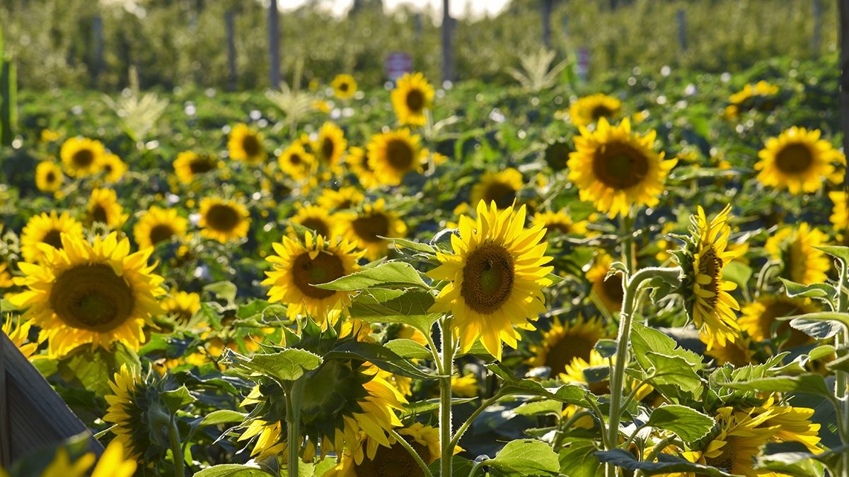 North Fork weekend trip: Harbes Farms in Jamesport throws a two-day Sunflower Festival