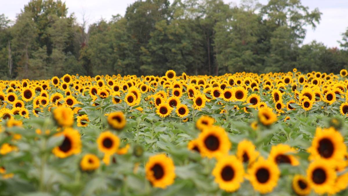 Cream Ridge farm swaps tulips for 350 acres of cut-your-own sunflowers through Oct. 12
