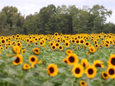 Cream Ridge farm swaps tulips for 350 acres of cut-your-own sunflowers through Oct. 12