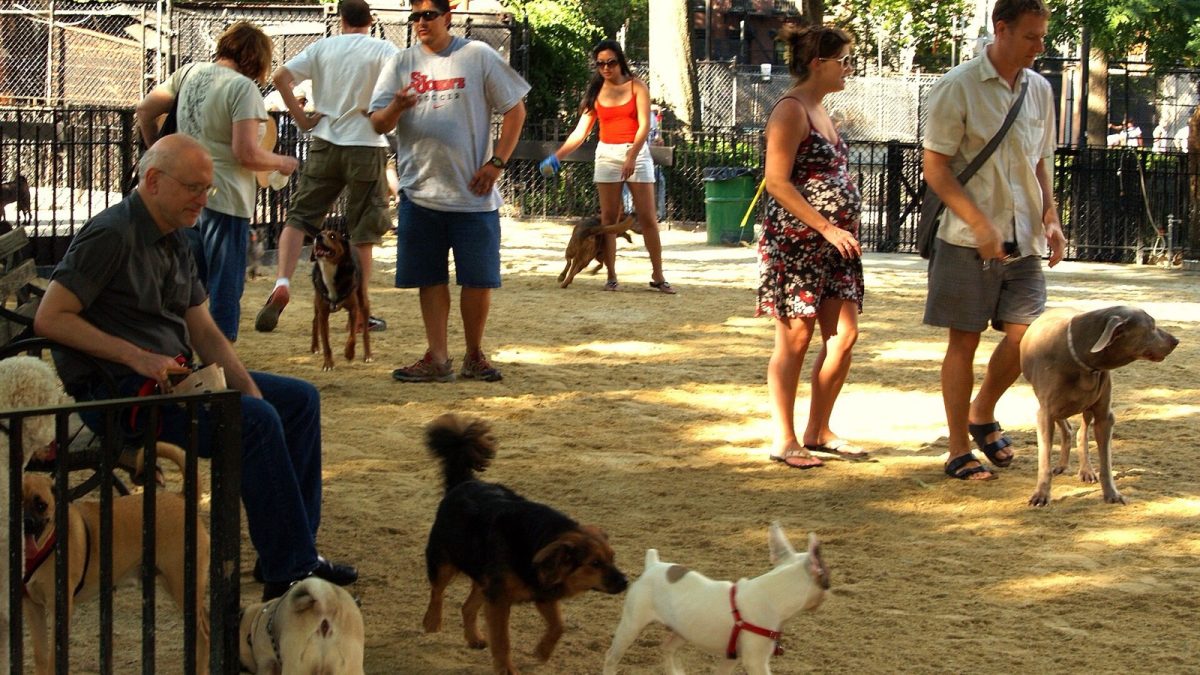 Dog runs in NYC: where to find all 95 and the rules that apply