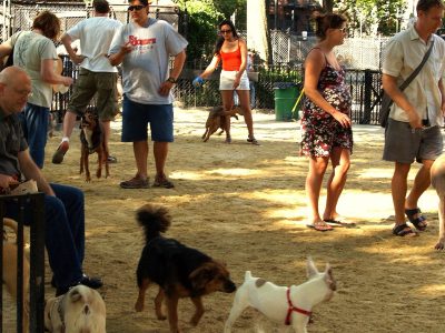 Dog runs in NYC: where to find all 95 and the rules that apply