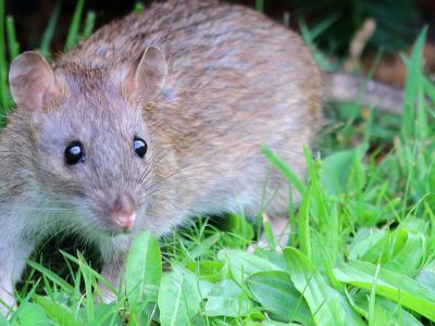 NYC rat complaints fell 12% in four weeks as Manhattan and the Bronx rose