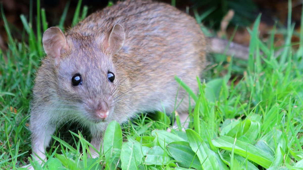 27 rabid animals so far in NYC this year: how to respond to a bite and who to call