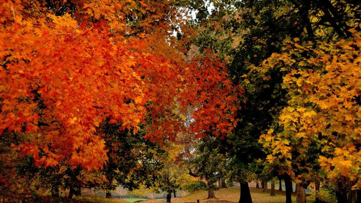 Paddle through Prospect Park’s fall color on a free ranger-led canoe trip Oct. 25