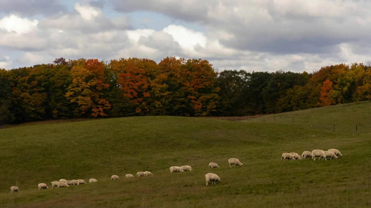 Rhinebeck’s Sheep & Wool Festival fills Dutchess fairgrounds Oct. 17 and 18