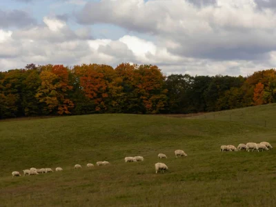 Rhinebeck’s Sheep & Wool Festival fills Dutchess fairgrounds Oct. 17 and 18
