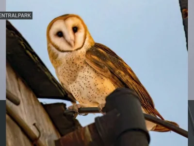 Barn owls nest in a water tower on West 75th Street, drawing crowds every night