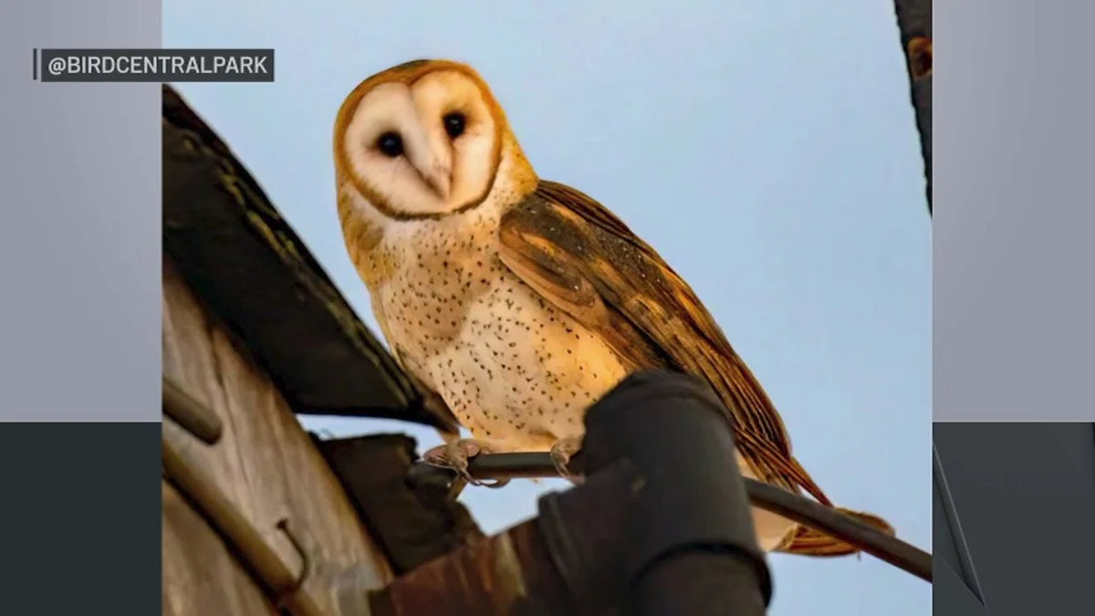 Barn owls nest in a water tower on West 75th Street, drawing crowds every night
